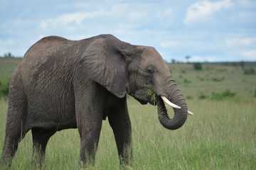 Fototapeta premium elephant in the wild