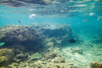 Beautiful colored fish swim underwater in the Indian Ocean among the stones.