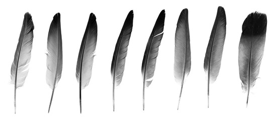 Natural bird feathers isolated on a white background. collage pigeon and goose feathers close-up
