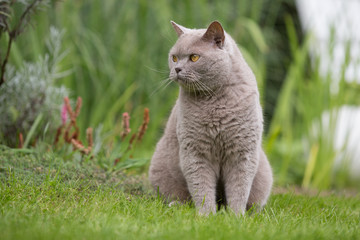 Kater im Garten