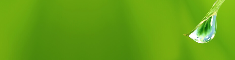 Dew water drop on grass macro