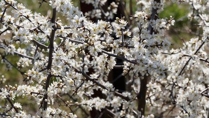Prunus spinosa | Blackthorn or sloe shrub with blackish bark, dense spiny branches full of buds and flowers with ive creamy-white petals between leaves with serrated margin 