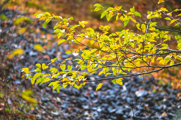 Yellow leaves on a branch in autumn next to l'Aquila, Italy