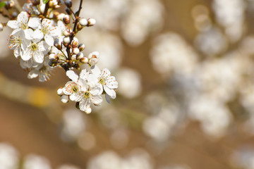 Spring background, Tree branch blossom with an empty space for text. Wild plum in full bloom in spring
