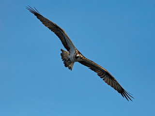 Osprey (Pandion haliaetus) in its habitat