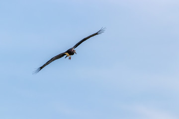 Abdim's stork (Ciconia abdimii) flying in the air, Murchison Falls National Park, Uganda.