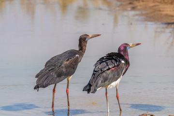 Abdim's stork (Ciconia abdimii) at a waterhole, Murchison Falls National Park, Uganda.