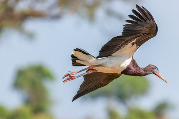 Abdim's stork (Ciconia abdimii) flying in the air, Murchison Falls National Park, Uganda.