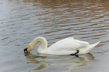  A beautiful white swan put its beak into the water 