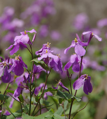 大根の花