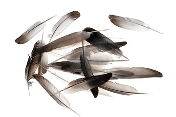 Natural bird feathers isolated on a white background. pile  pigeon and goose feathers close-up