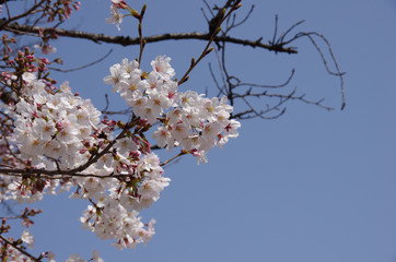 桜のある風景