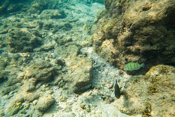 Beautiful colored fish swim underwater in the Indian Ocean among the stones.