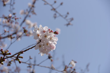 桜のある風景