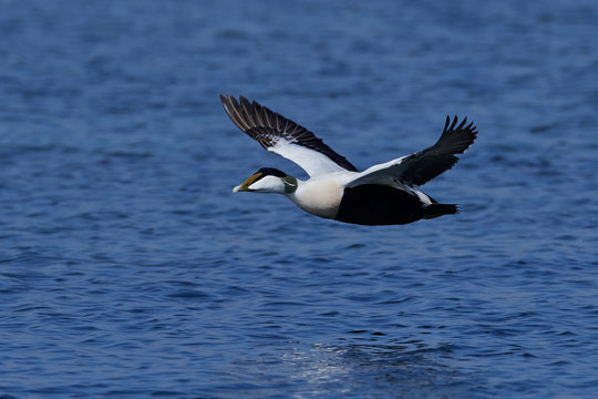 Common eider (Somateria mollissima)