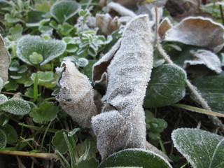 葉の上に降りた霜