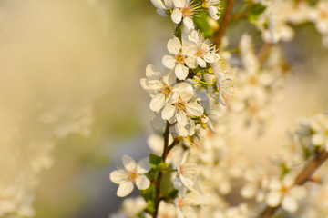 Spring background, Tree branch blossom with an empty space for text. Wild plum in full bloom in spring