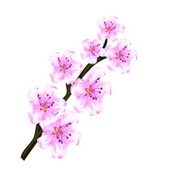 Naklejka na ściany i meble cherry blossom branches pink flowers tree nature spring icon isolated on white background