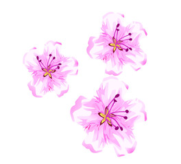 cherry blossom pink flowers tree nature spring icon isolated on white background