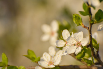 Spring background, Tree branch blossom with an empty space for text. Wild plum in full bloom in spring