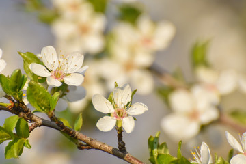 Spring background, Tree branch blossom with an empty space for text. Wild plum in full bloom in spring