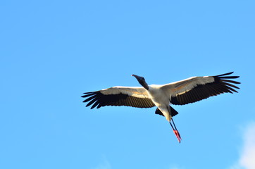 CICOGNA VOLO