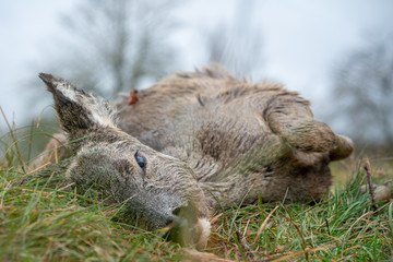 Nahaufnahme - totes, blutiges, angefahrenes Reh auf einer Wiese 