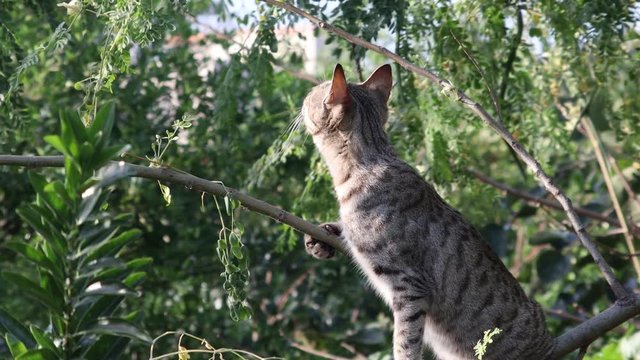 Cat resting on a tree branch ,Domestic cat is hunting on the loose. Cat sits in the high.