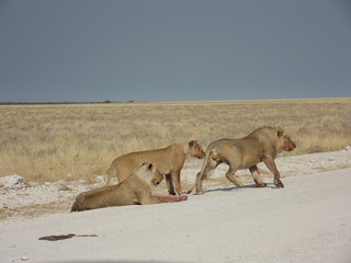 Panthera leo melanochaita