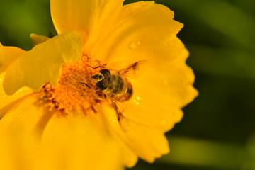 Close-ups of different insects inhabiting wild plants