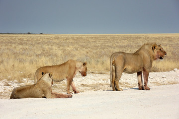 Panthera leo melanochaita