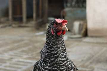 Beautiful black chicken in yard. Domestic animal