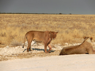 Panthera leo melanochaita