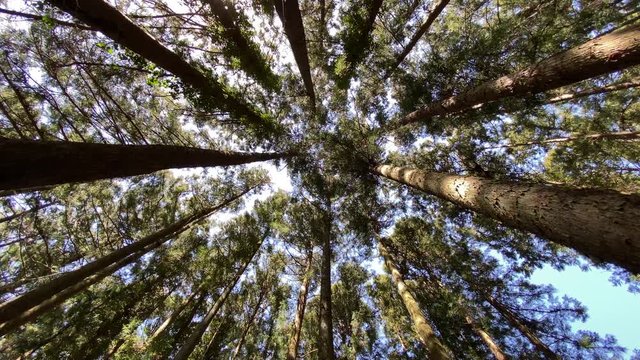 まっすぐ空に伸びる杉の木を見上げる 風に揺れる梢
