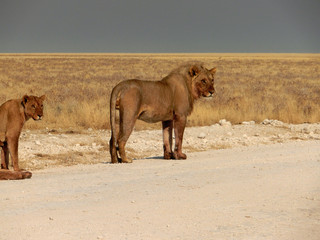 Panthera leo melanochaita