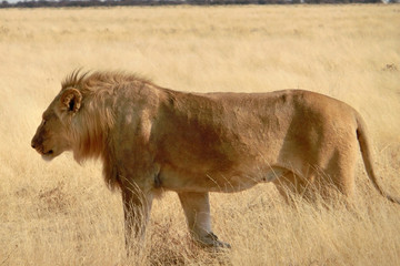 Panthera leo melanochaita