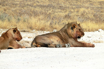 Fototapeta premium Panthera leo melanochaita