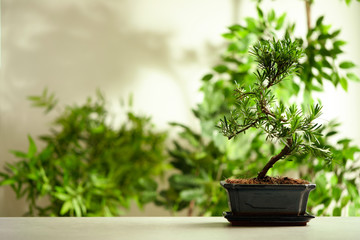 Japanese bonsai plant on light table, space for text. Creating zen atmosphere at home