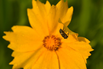 Close-ups of different insects inhabiting wild plants