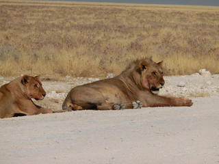Panthera leo melanochaita