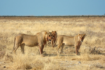 Panthera leo melanochaita