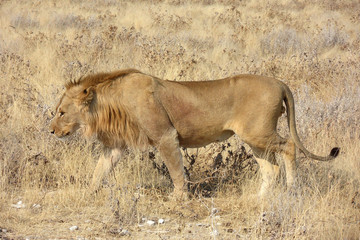 Panthera leo melanochaita