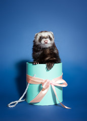  Ferret. Fluffy ferret in a gift box.