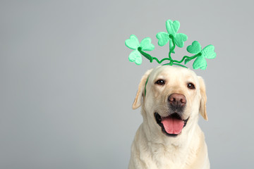 Labrador retriever with clover leaves headband on light grey background, space for text. St....