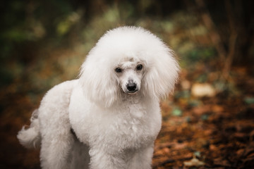  White poodle dog walks in the forest