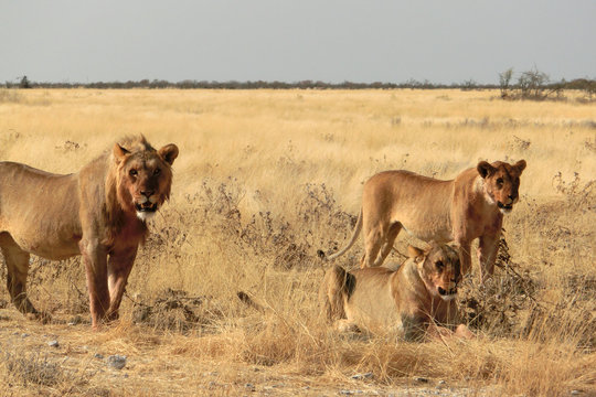 Panthera Leo Melanochaita