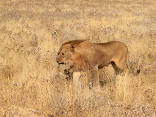 Panthera leo melanochaita