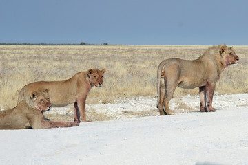 Panthera leo melanochaita