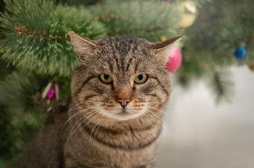 Ginger tabby cat sits under the christmas tree for christmas and new year