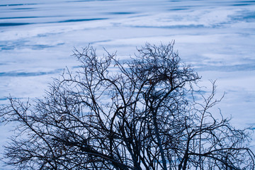 Tree branches & twigs on the background of frozen Sevan Lake in Armenia , blue waves